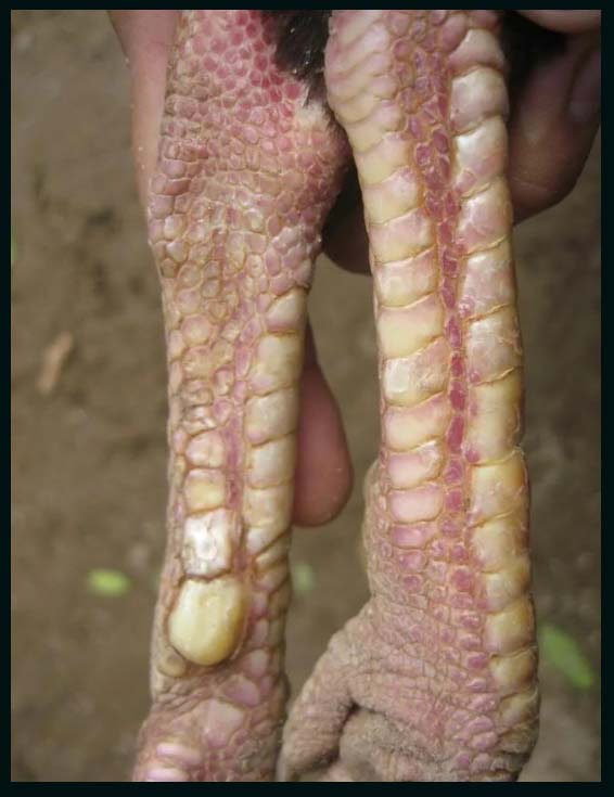 Hệ thống chân vảy của gà mắt mèo nổi tiếng