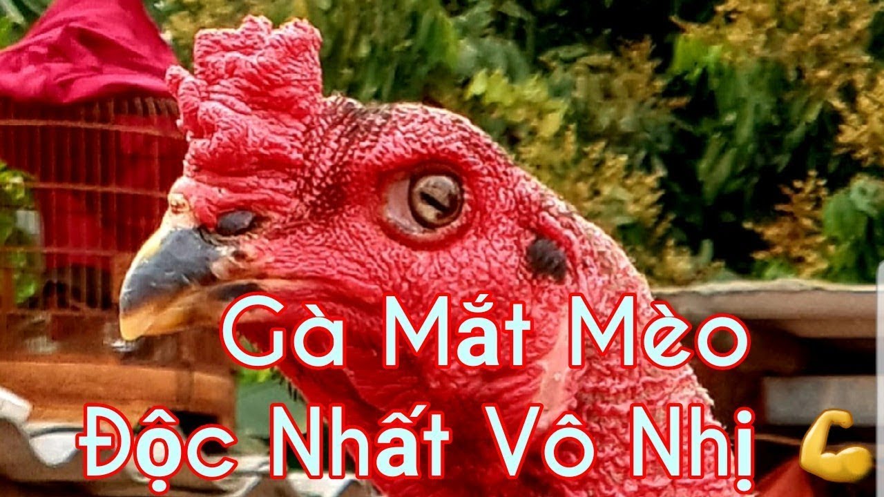Gà mắt mèo có gì nổi bật?