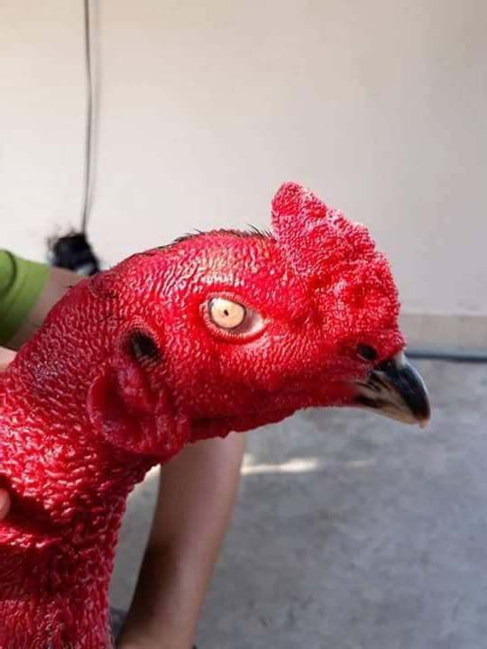 Gà độc nhãn long đá hay hay không?