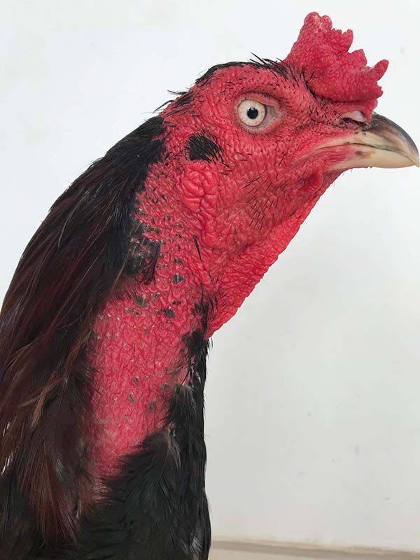 cách chọn gà chọi mắt trắng