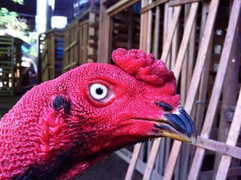 cách chọn gà đá mắt trắng như thế nào