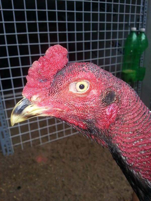 gà chọi mắt trắng đẹp mắt