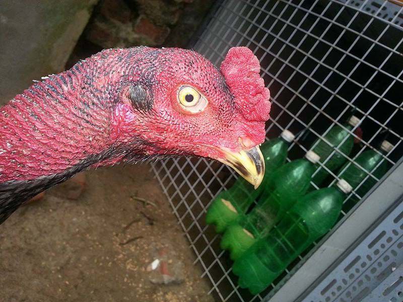 Phẩm chất chiến đấu gà đá mắt trắng như thế nào?