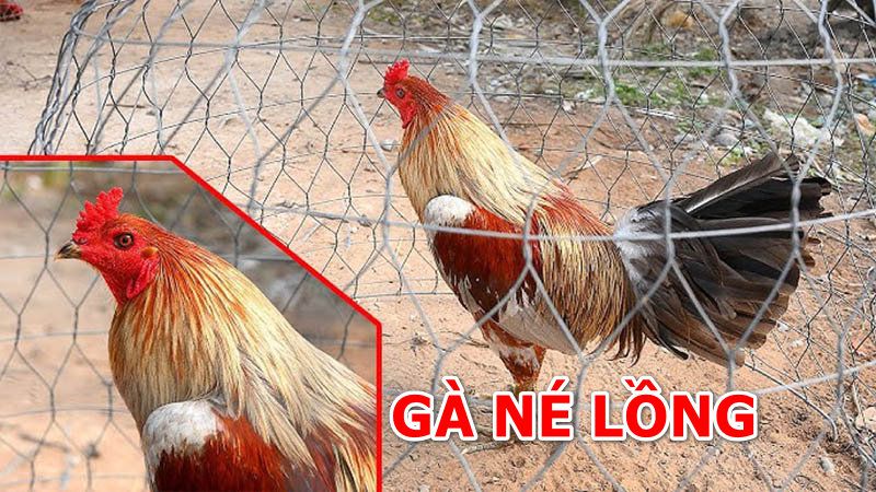 Phẩm chất gà chọi né lồng như thế nào?