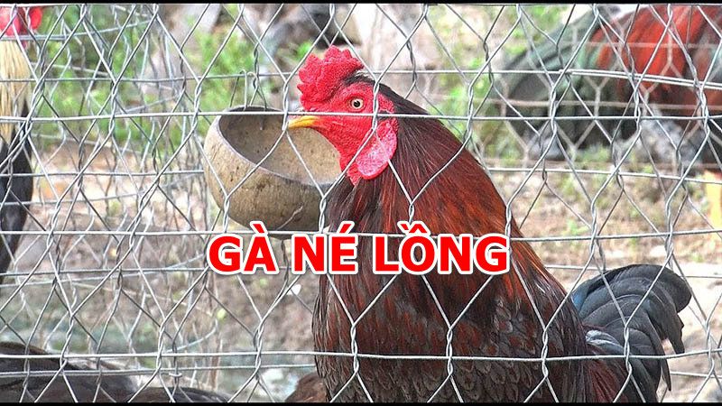 Gà né lồng là như thế nào?