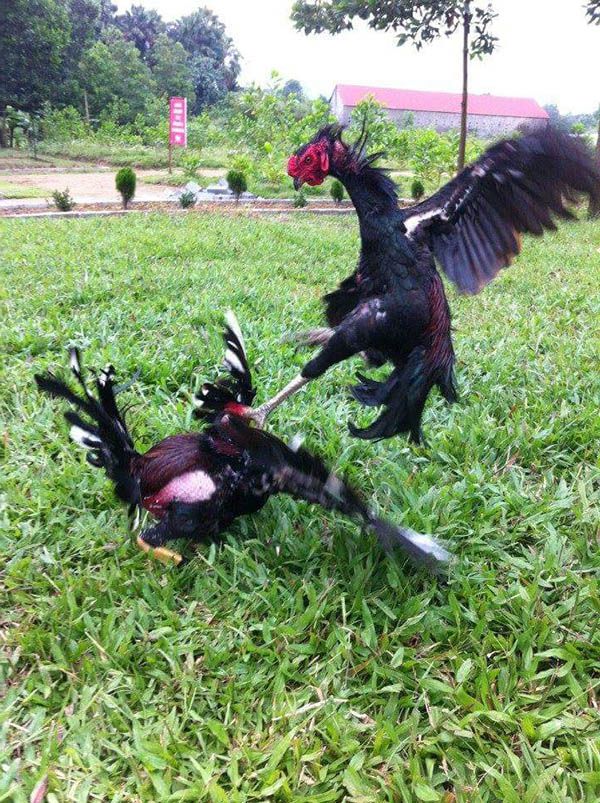 Chiến kê gà chọi né lồng bách chiến bách thắng