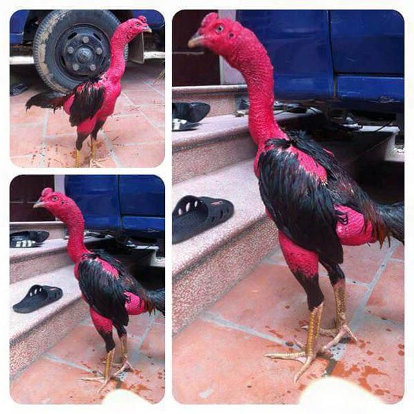 Dòng gà đá sinh thế có thực sự đá hay và nổi tiếng?