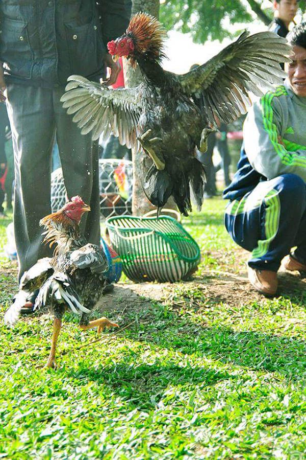 Chiến kê sinh thế liệu có thật sự toàn năng?