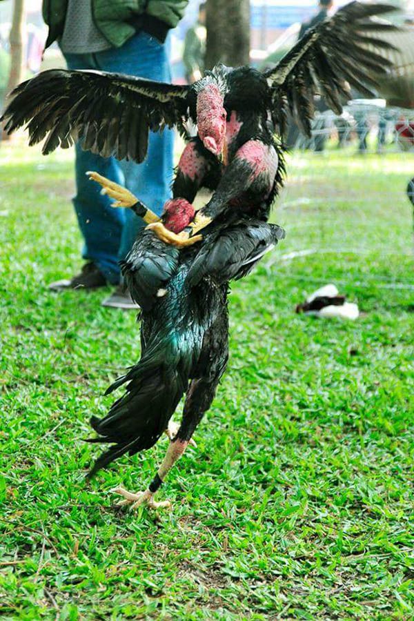 Gà chọi sinh thế đẳng cấp có tiếng