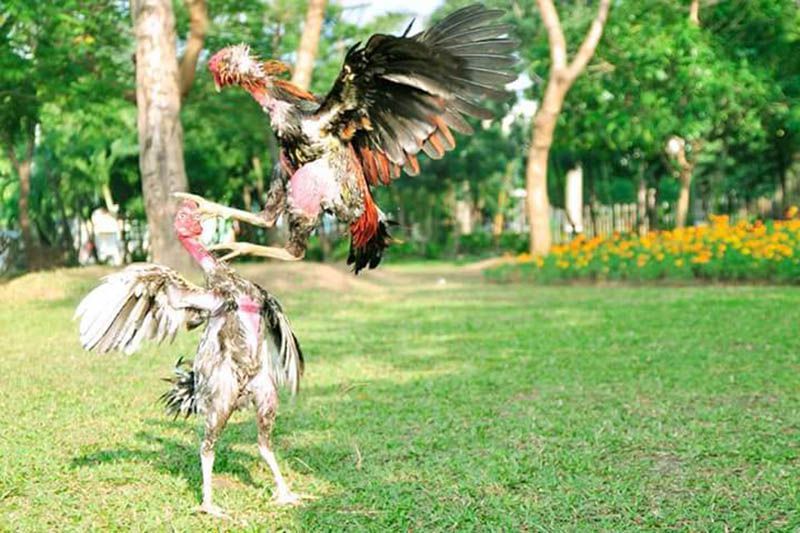 gà tự phá hình là gì