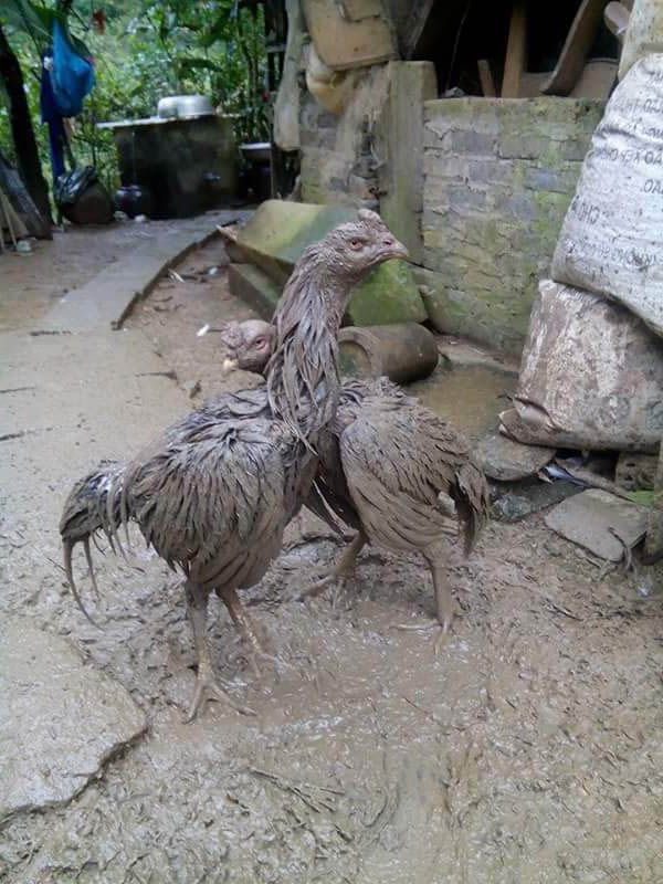 Gà phá hình có thật sự hay như lời đồn không?