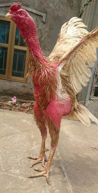 Cách nhận biết tiếng gà gáy linh kê thần kê