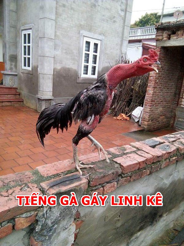 Tiếng gà gáy có nhận biết được linh kê gà quý hay không?