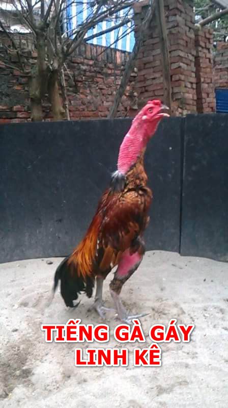tiếng gà gáy linh kê thần kê